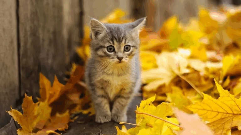 Хоча б не вмерли: мережу розривають феєричні меми про закінчення літа