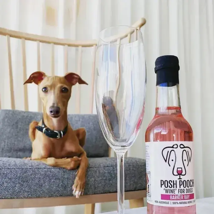 В Україні зʼявилося пиво та вино для собак: без алкоголю, але з вітамінами