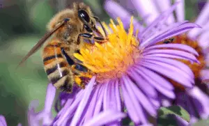Тепер офіційно: дикі бджоли в Європі під загрозою зникнення