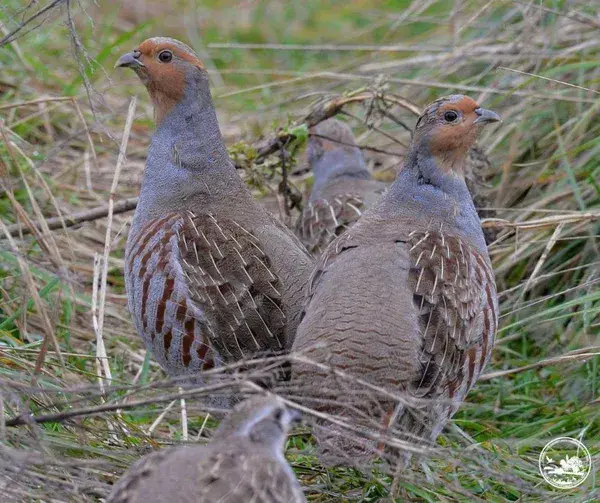 Поблизу Чорнобиля поселилися рідкісні птахи: у заповіднику помітили зграйки сірих куріпок