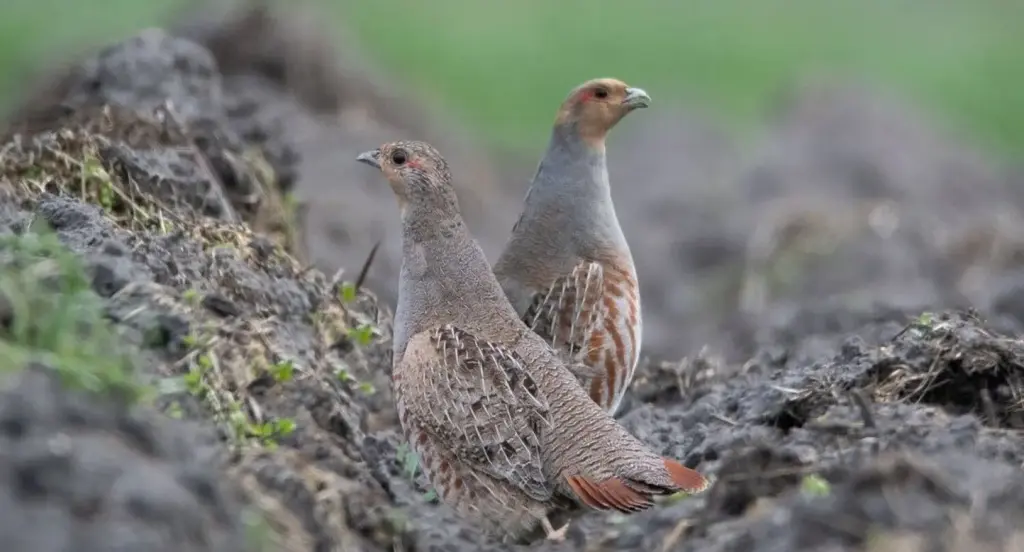 Поблизу Чорнобиля поселилися рідкісні птахи: у заповіднику помітили зграйки сірих куріпок