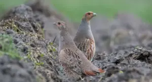 Поблизу Чорнобиля поселилися рідкісні птахи: у заповіднику помітили зграйки сірих куріпок