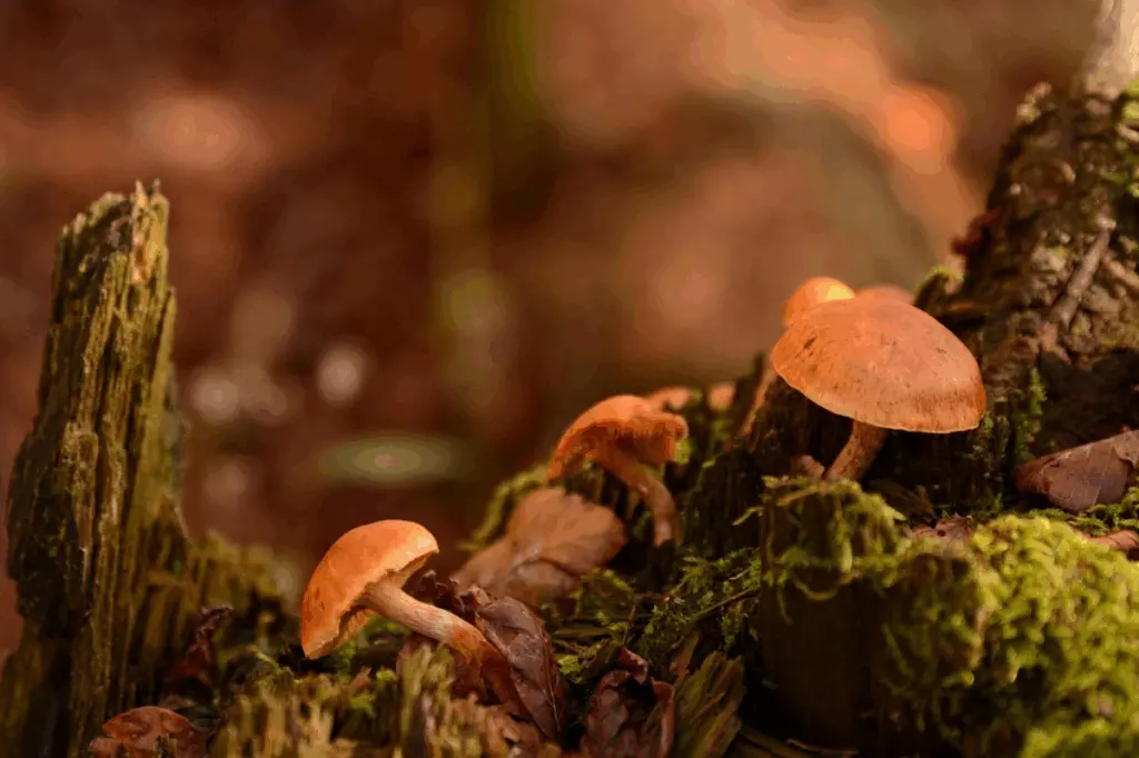 Гороскоп на 10 жовтня 2025 року: день, коли інтуїція підкаже шлях кожному знаку Зодіаку Гороскоп на 10 жовтня 2025 року: день, коли інтуїція підкаже шлях кожному знаку Зодіаку