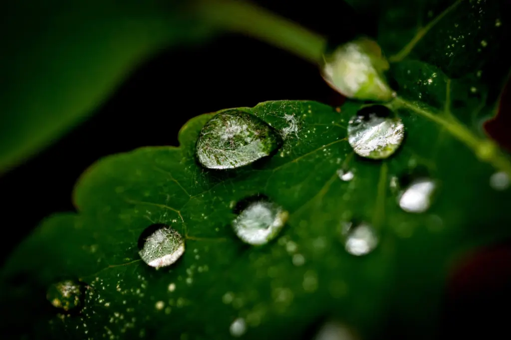 Canon RF 100 mm f/2.8 L Macro (Анна Неволіна)