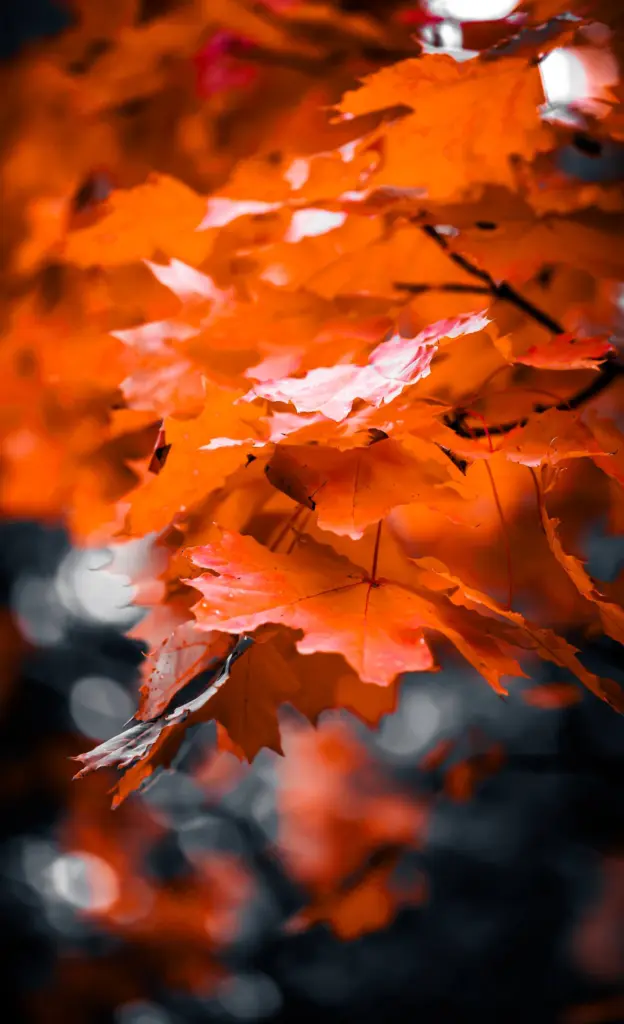 Canon RF 100 mm f/2.8 L Macro (Анна Неволіна)