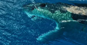 Океани Нової Зеландії нагріваються на 34% швидше за решту світу — вчені б’ють на сполох