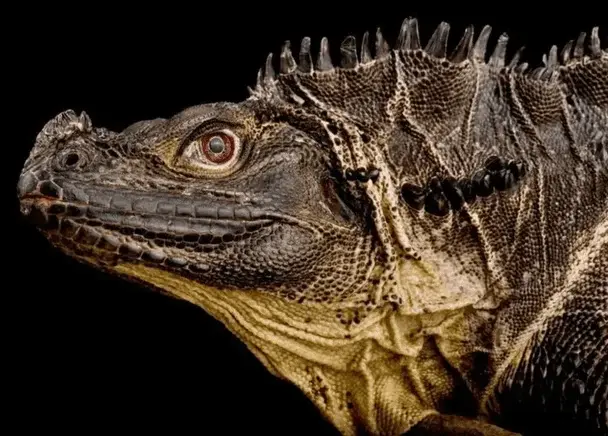 Схожі на динозаврів і змінюють колір: найрідкісніші дракони сучасності