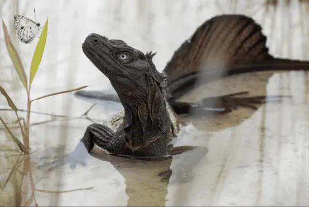 Схожі на динозаврів і змінюють колір: найрідкісніші дракони сучасності