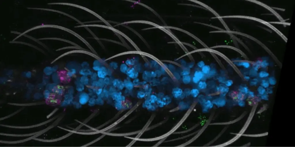 Науковці розкрили, як “мислить” найнебезпечніший комар на Землі