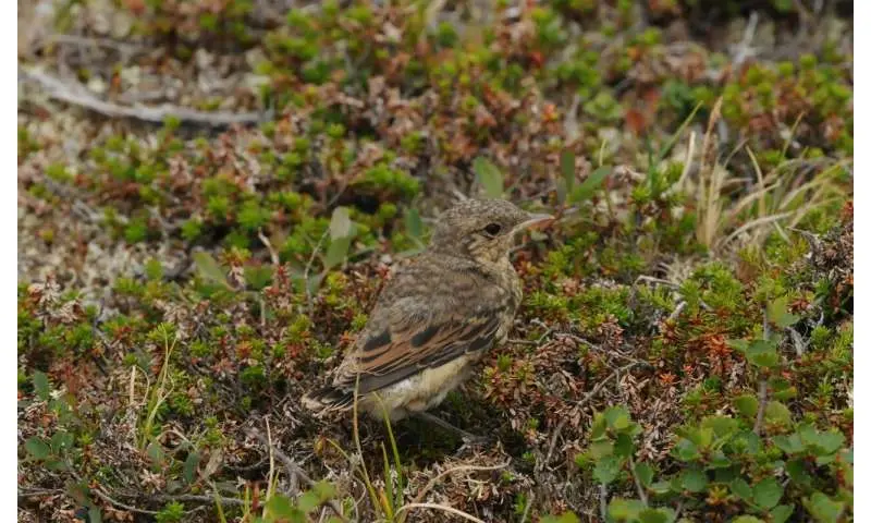 Клімат змушує птахів тікати в гори: 63% видів вже змінили висотні ареали