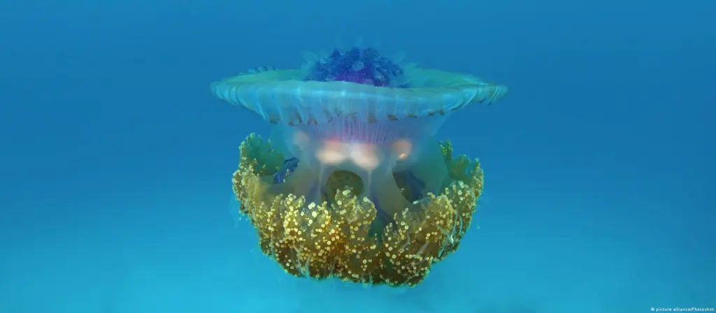 Вчені з’ясували, хто першим відділився на «дереві життя» тварин