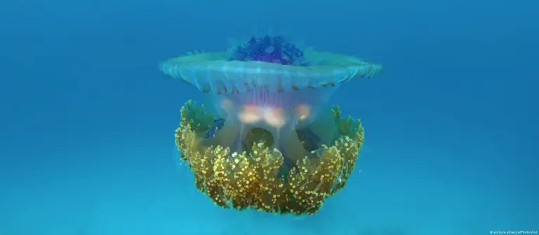 Вчені з’ясували, хто першим відділився на «дереві життя» тварин