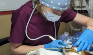 Як лікують зубний камінь у собак?