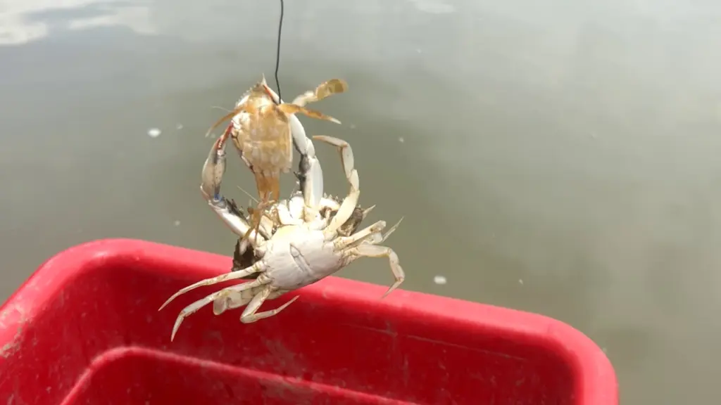 Канібалізм у дії: дорослі сині краби масово поїдають молодь