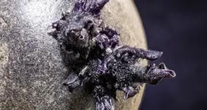 Астронавт показав загадкову істоту на борту МКС