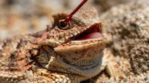 Тварина, що стріляє кров’ю з очей: вчені пояснили механізм