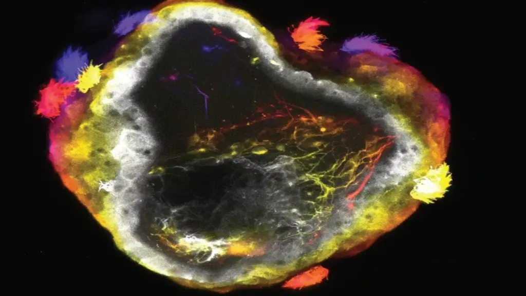 Вчені створили “живих роботів” із нервовою системою, які самі керують рухом