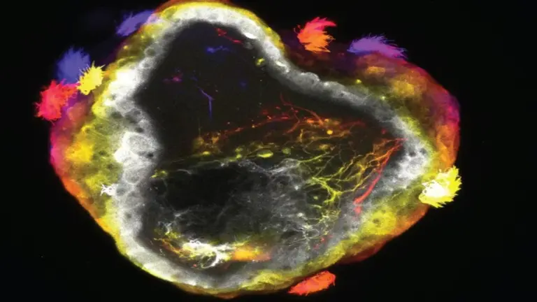 Вчені створили “живих роботів” із нервовою системою, які самі керують рухом