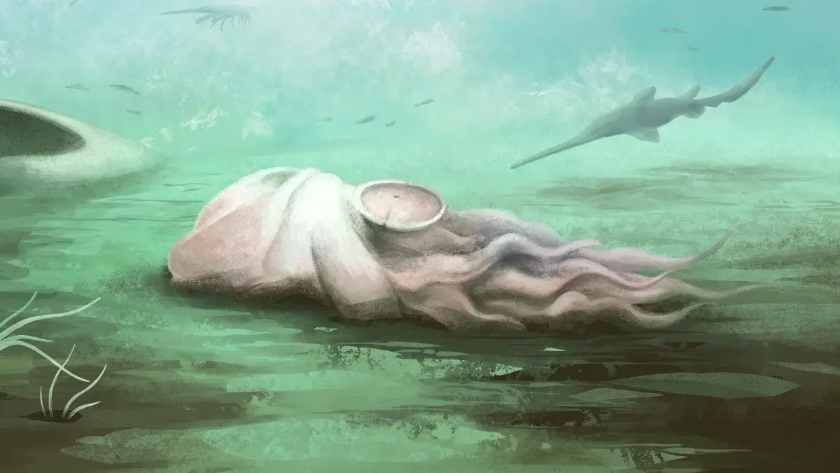 300 млн років обману: Pohlsepia не восьминіг, а наутилоїд