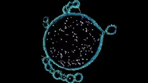 У водах Австралії знайшли мікроби, які можуть пояснити появу складного життя