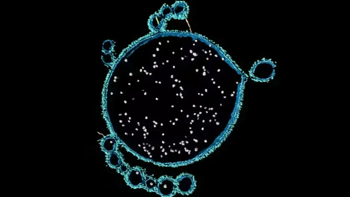 У водах Австралії знайшли мікроби, які можуть пояснити появу складного життя