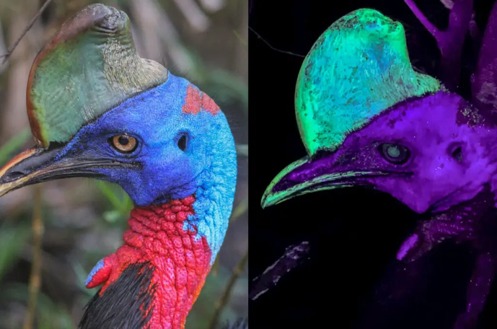 Найнебезпечніший птах світу вражає: його голова світиться у темряві