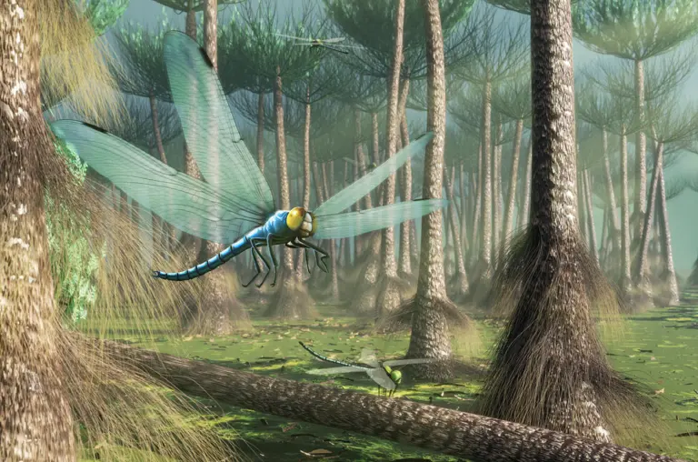 Вчені з’ясували, чому 300 млн років тому комахи бути гігантськими
