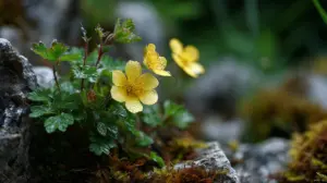 Давній народний засіб показав ефект проти стійких до ліків інфекцій