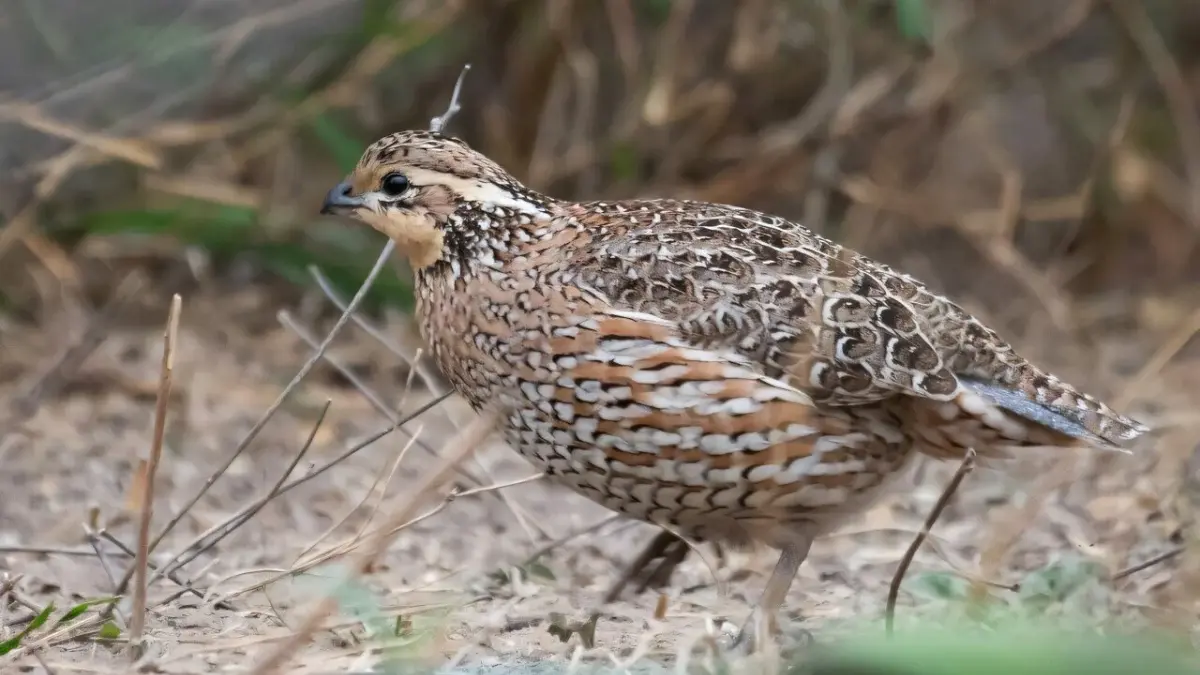 Пір’я птахів допомагає “виводити” тепло в космос — що з’ясували інженери