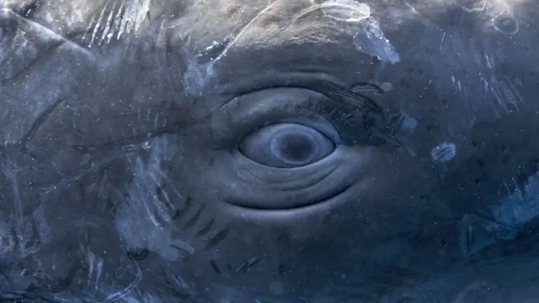 Кашалоти використовують звуки, схожі на людську мову