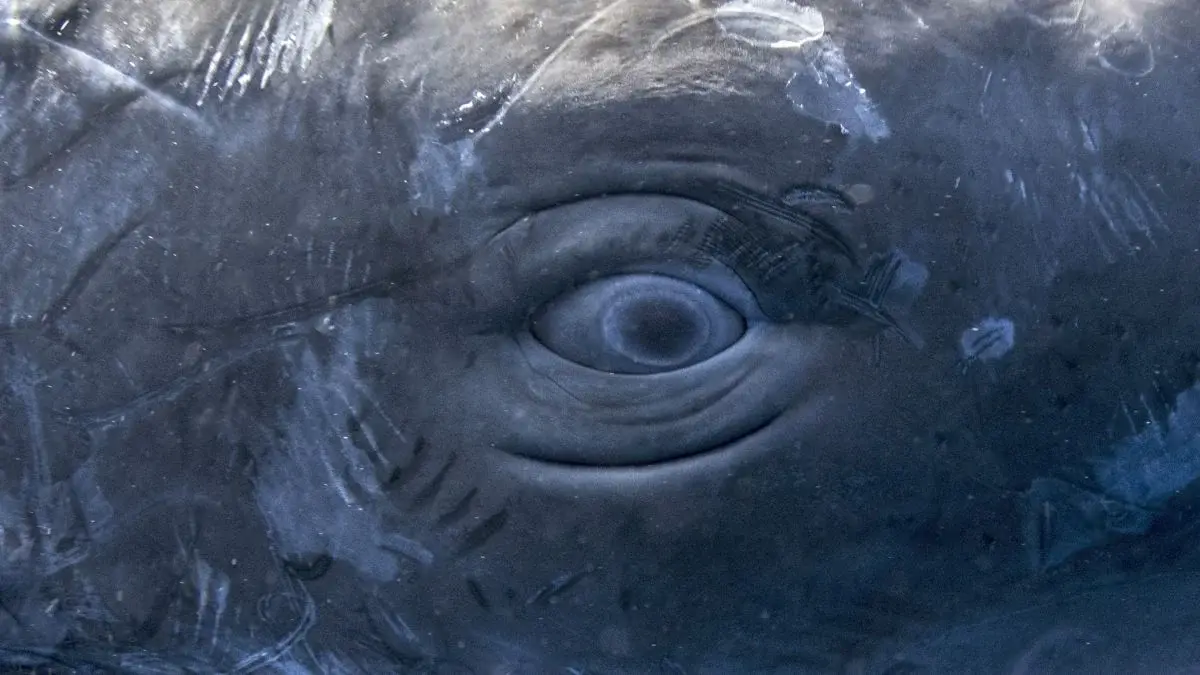 Кашалоти використовують звуки, схожі на людську мову