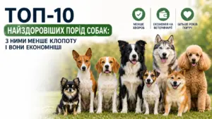 Топ-10 найздоровіших порід собак: з ними менше клопоту і вони економніші