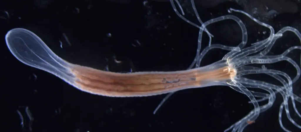 Вчені розкрили секрет морфології медуз, коралів та актиній