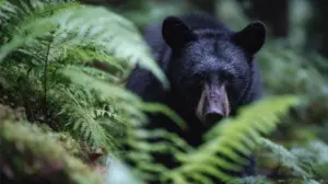 Ведмідь викупався на пляжі разом з людьми, що відпочивали, а потім втік (Відео)