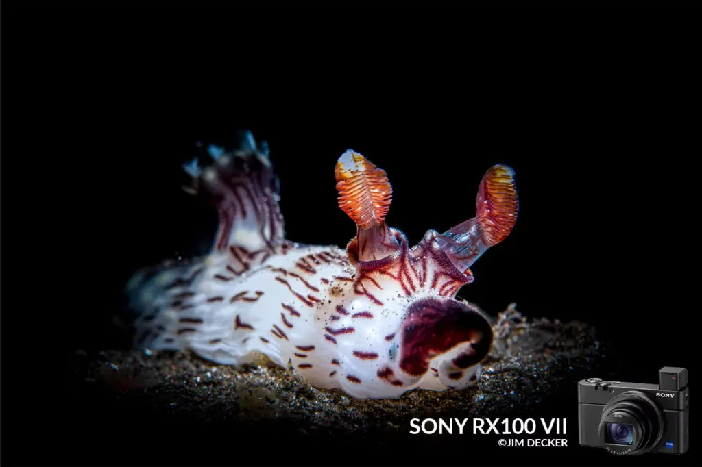 Sony RX100 VII проти смартфонів: чи є сенс купувати компактну камеру у 2026 році